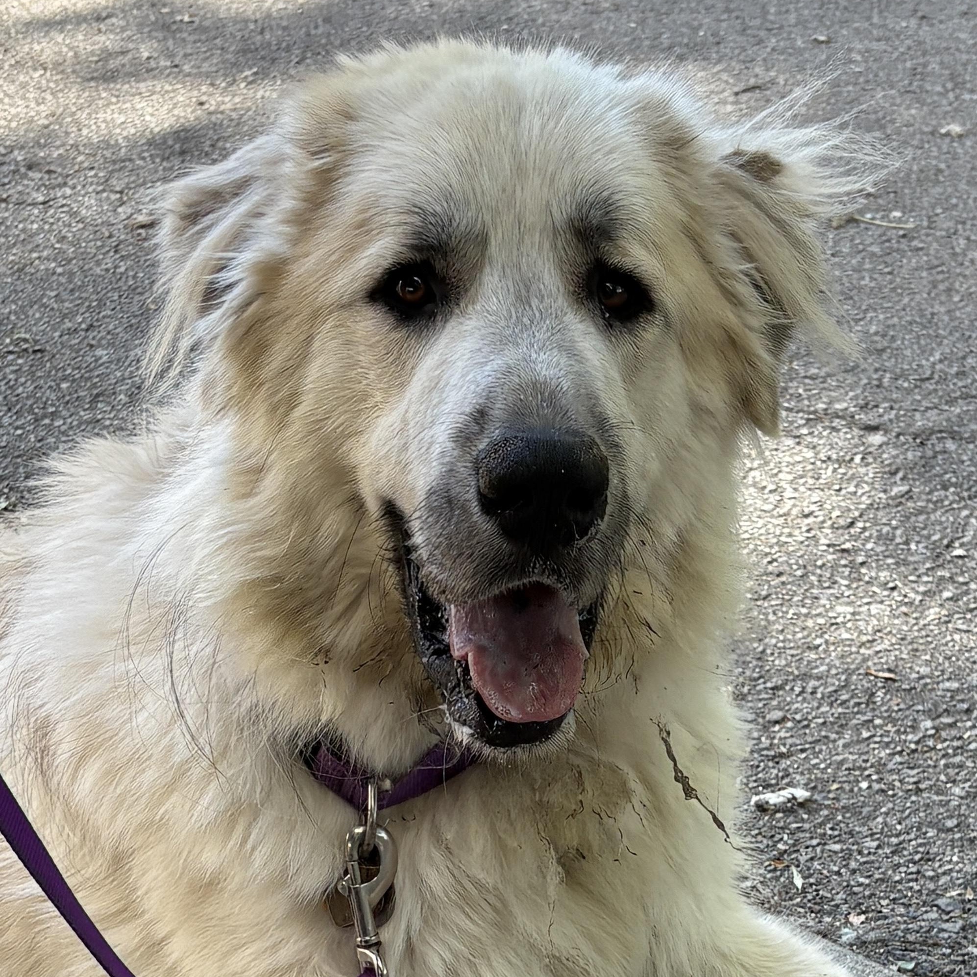 Bruce - Young Male Pyr Mix - Needs Foster, a Adoptable mixed breed in Indianapolis, IN image 3/4