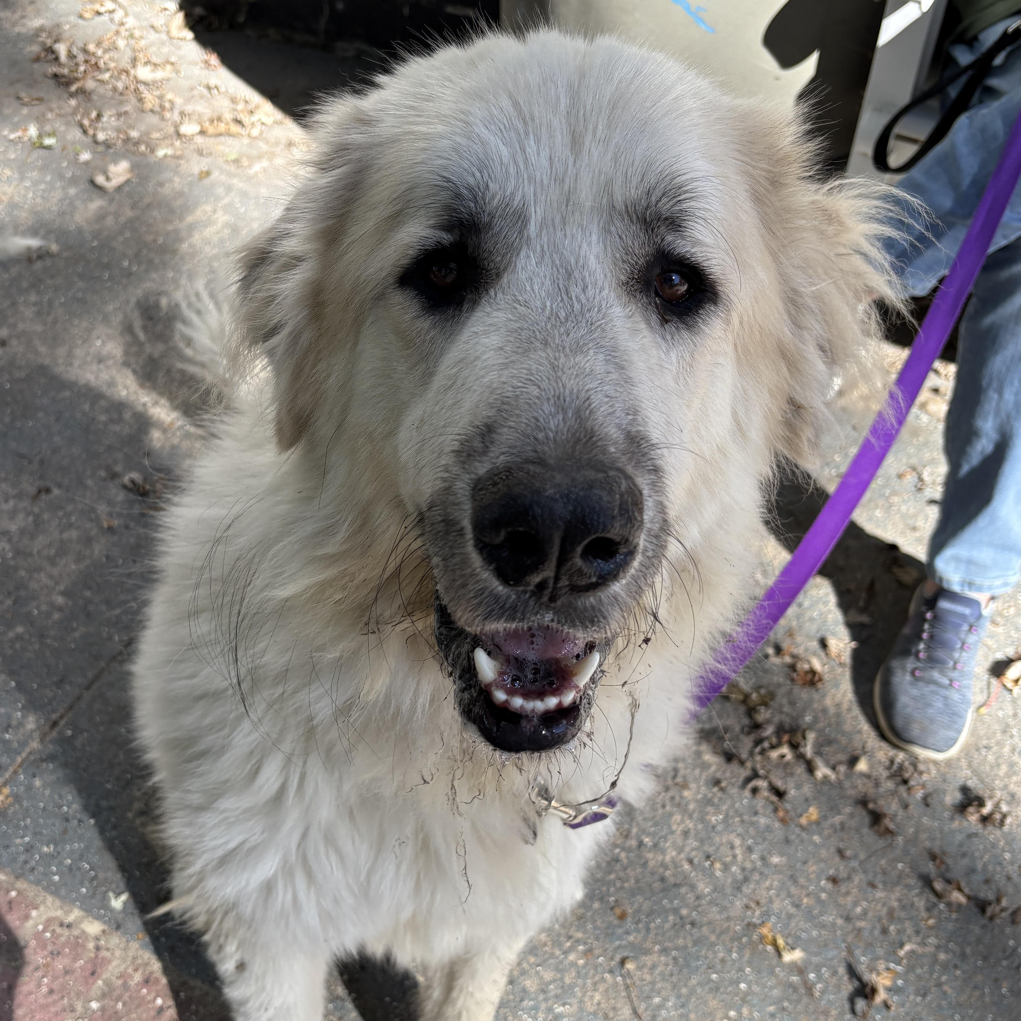 Bruce - Young Male Pyr Mix - Needs Foster, a Adoptable mixed breed in Indianapolis, IN image 4/4