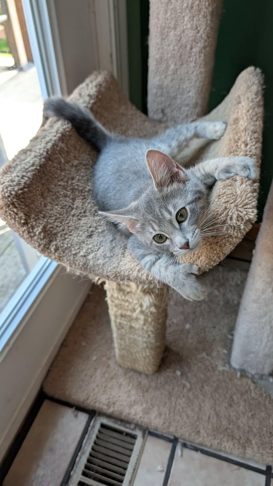 Freya, an adopted Domestic Short Hair in East Lansing, MI image 4/6