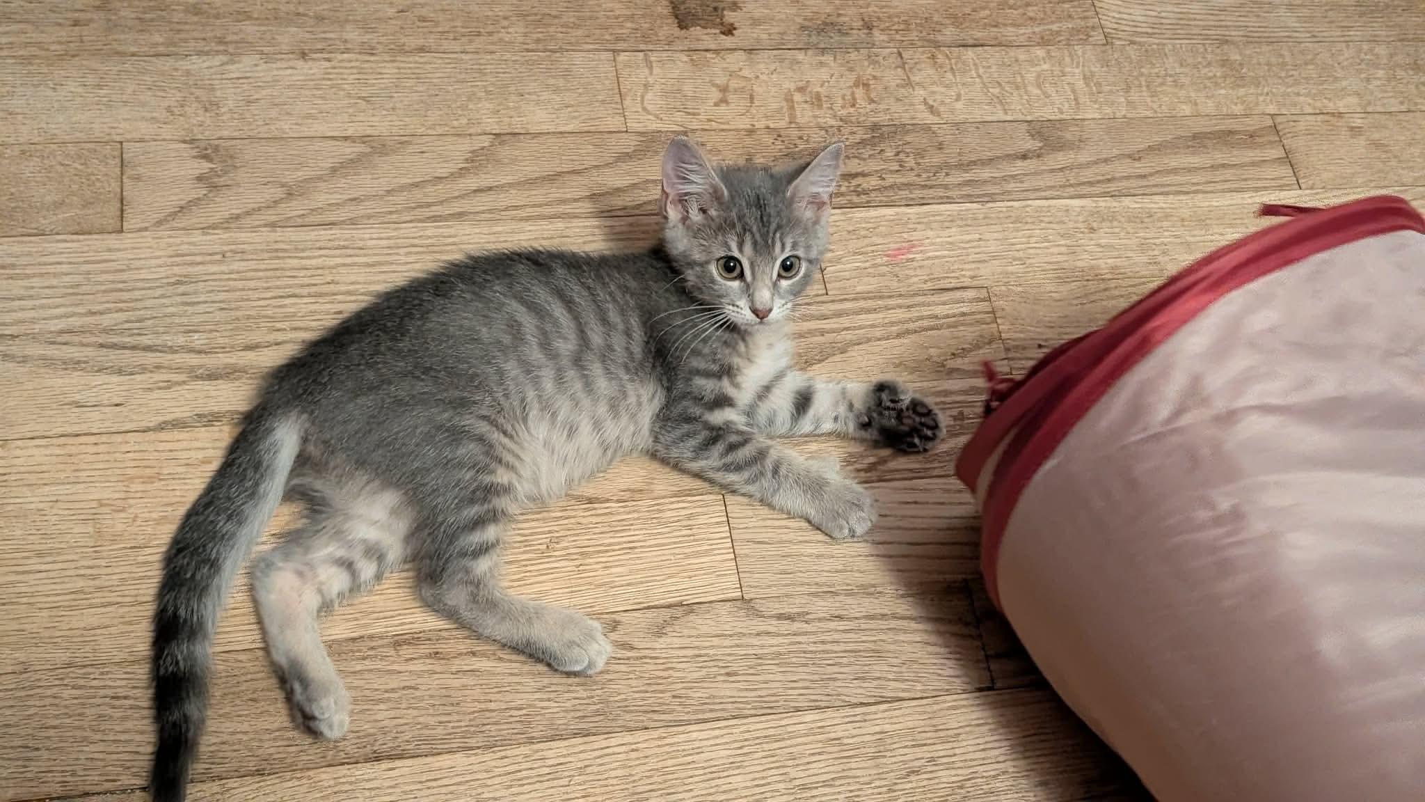 Freya, an adopted Domestic Short Hair in East Lansing, MI image 2/6