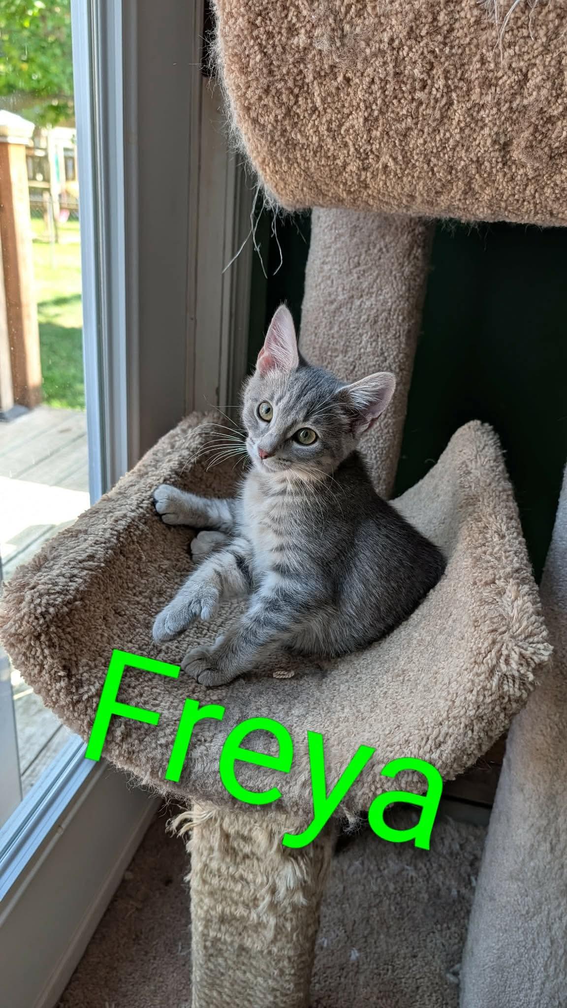 Freya, an adopted Domestic Short Hair in East Lansing, MI image 6/6