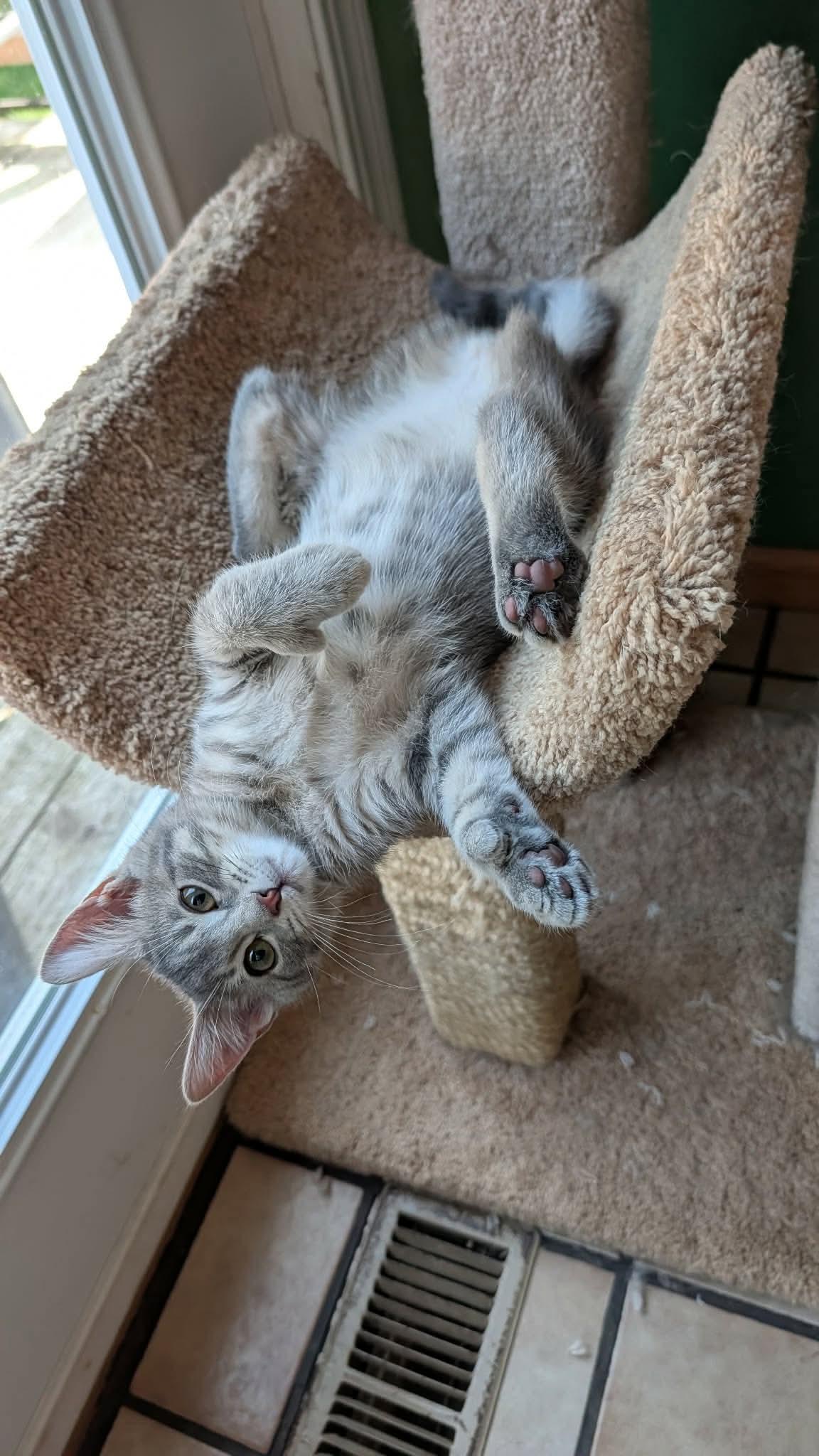 Freya, an adopted Domestic Short Hair in East Lansing, MI image 1/6