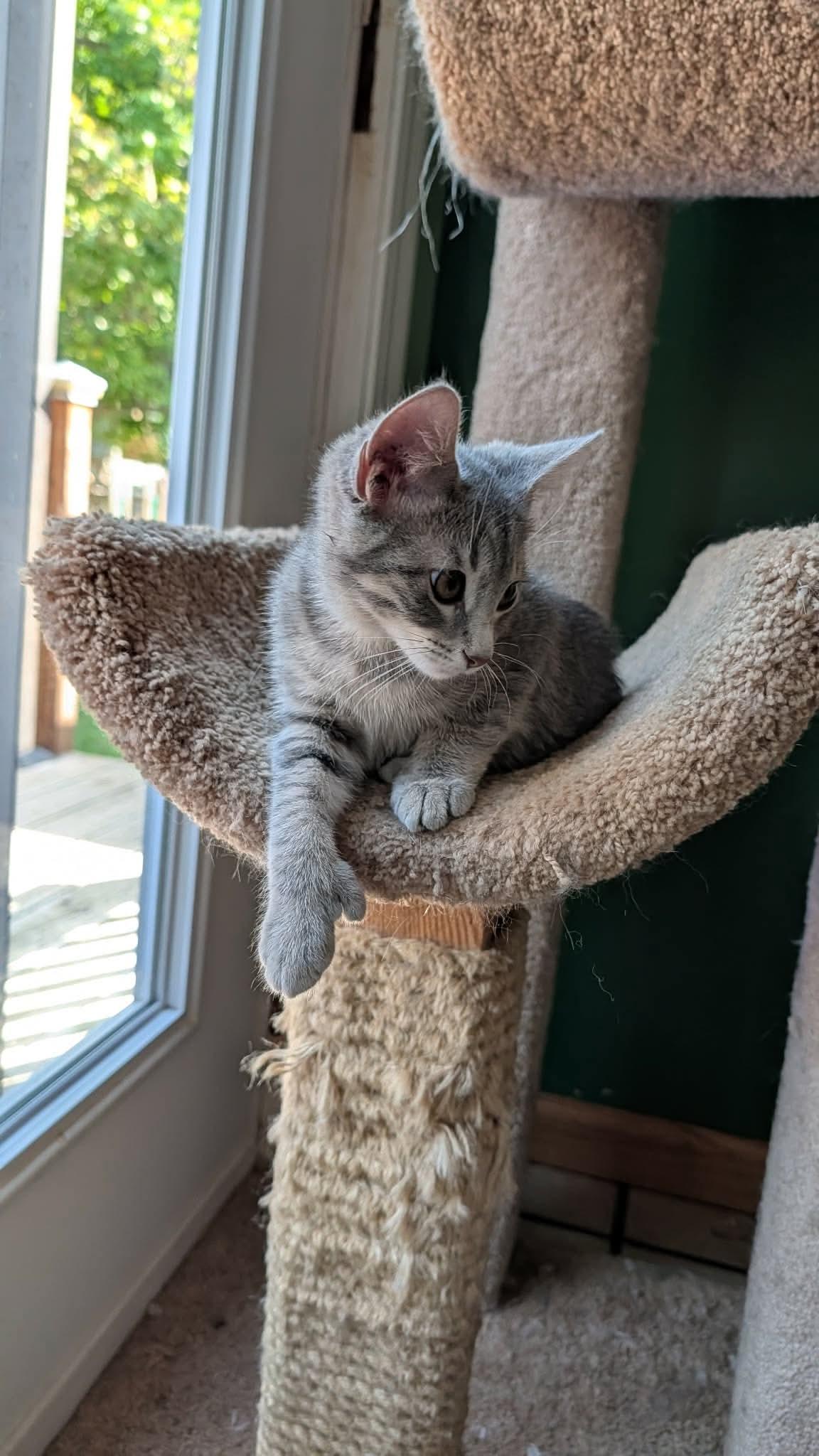 Freya, an adopted Domestic Short Hair in East Lansing, MI image 5/6