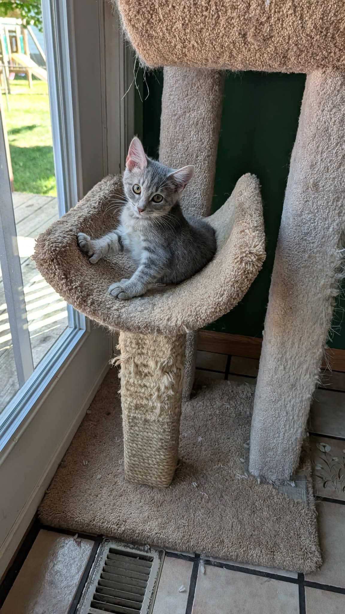 Freya, an adopted Domestic Short Hair in East Lansing, MI image 3/6