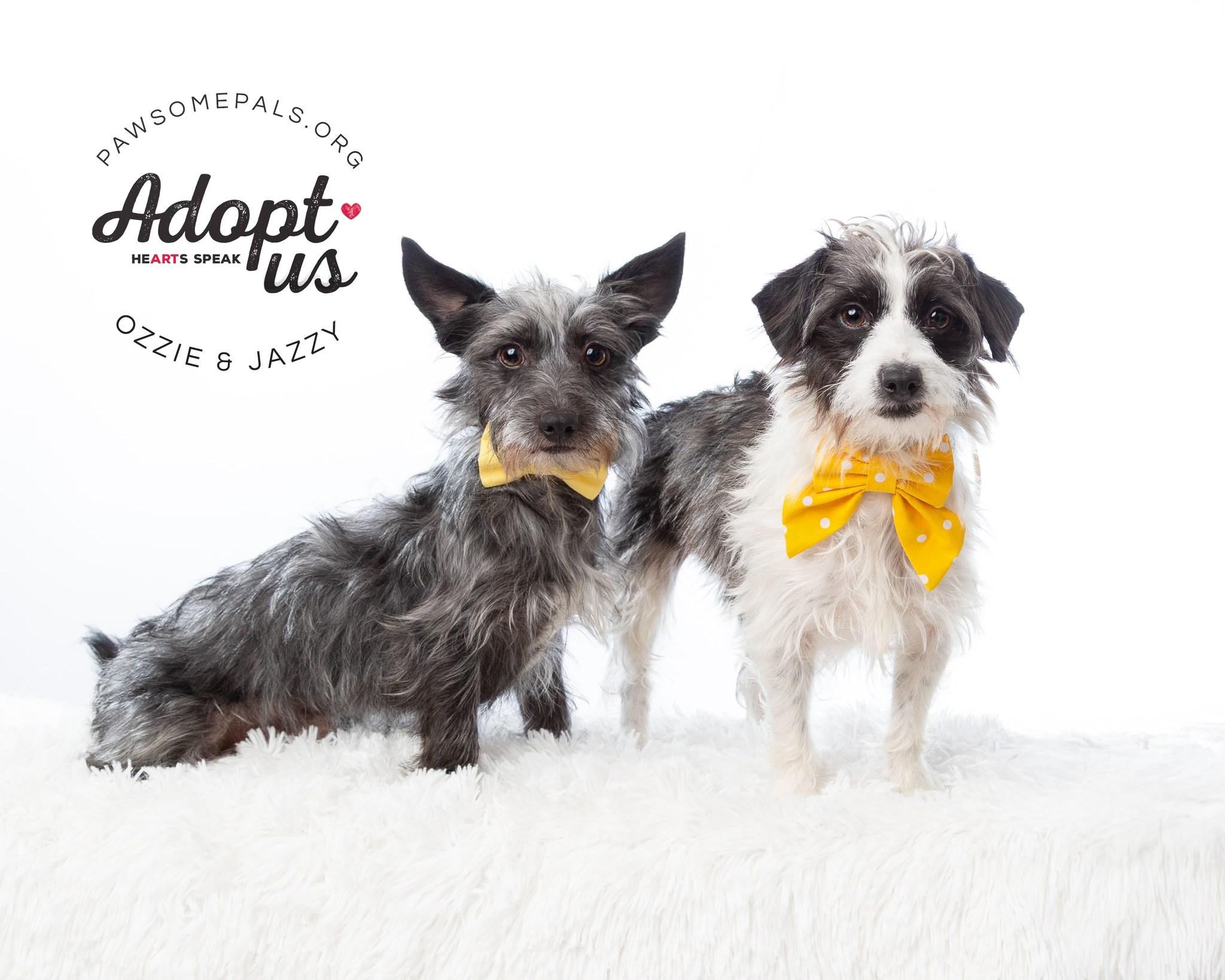 Enlarge OZZY AND JAZZY, a Adopted Terrier in Dallas, TX image 1/1