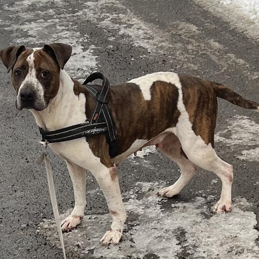 Enlarge Morticia, a Adoptable Pit Bull Terrier in Salem, WV image 1/1