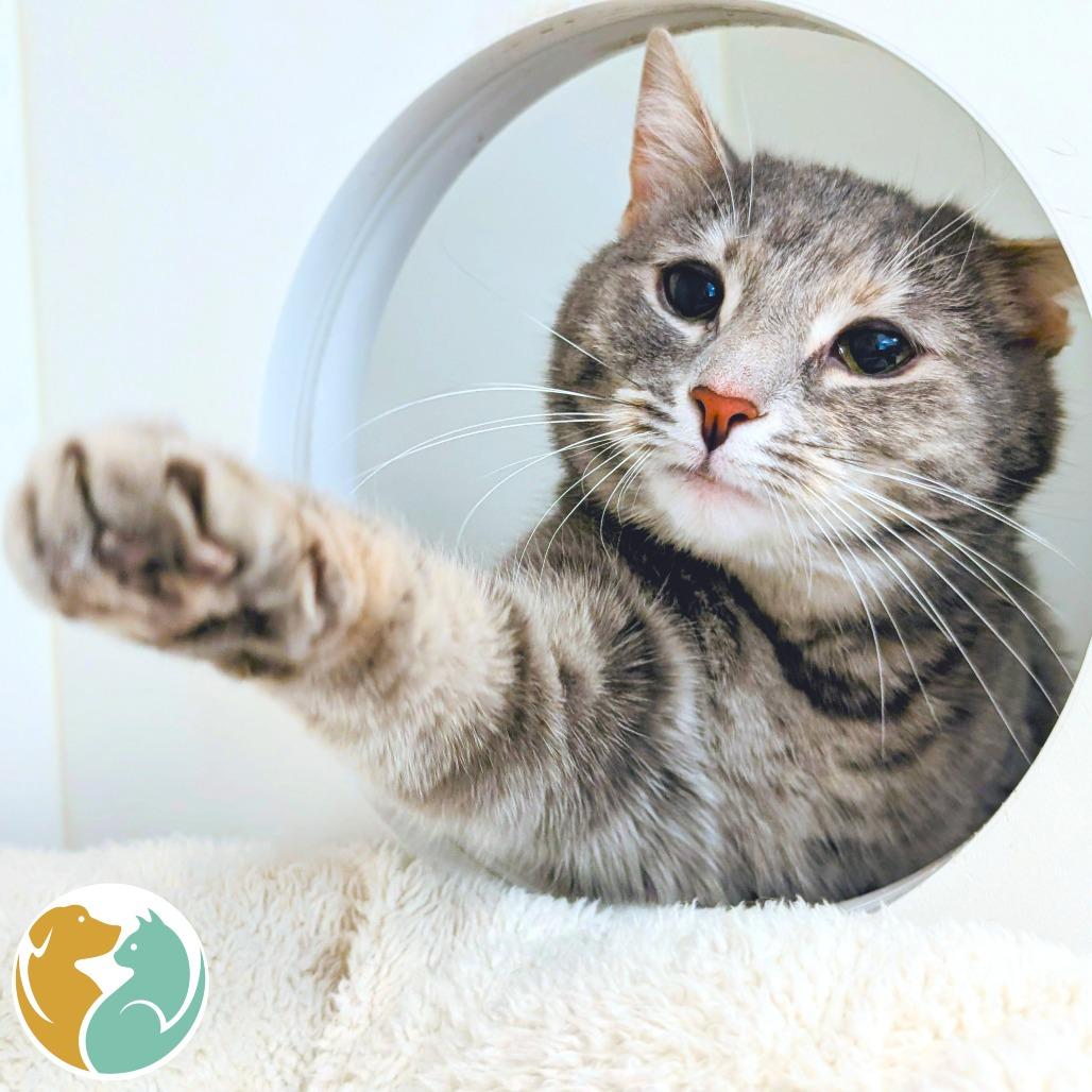 Haze, Adoptable, Adult Female Domestic Short Hair.