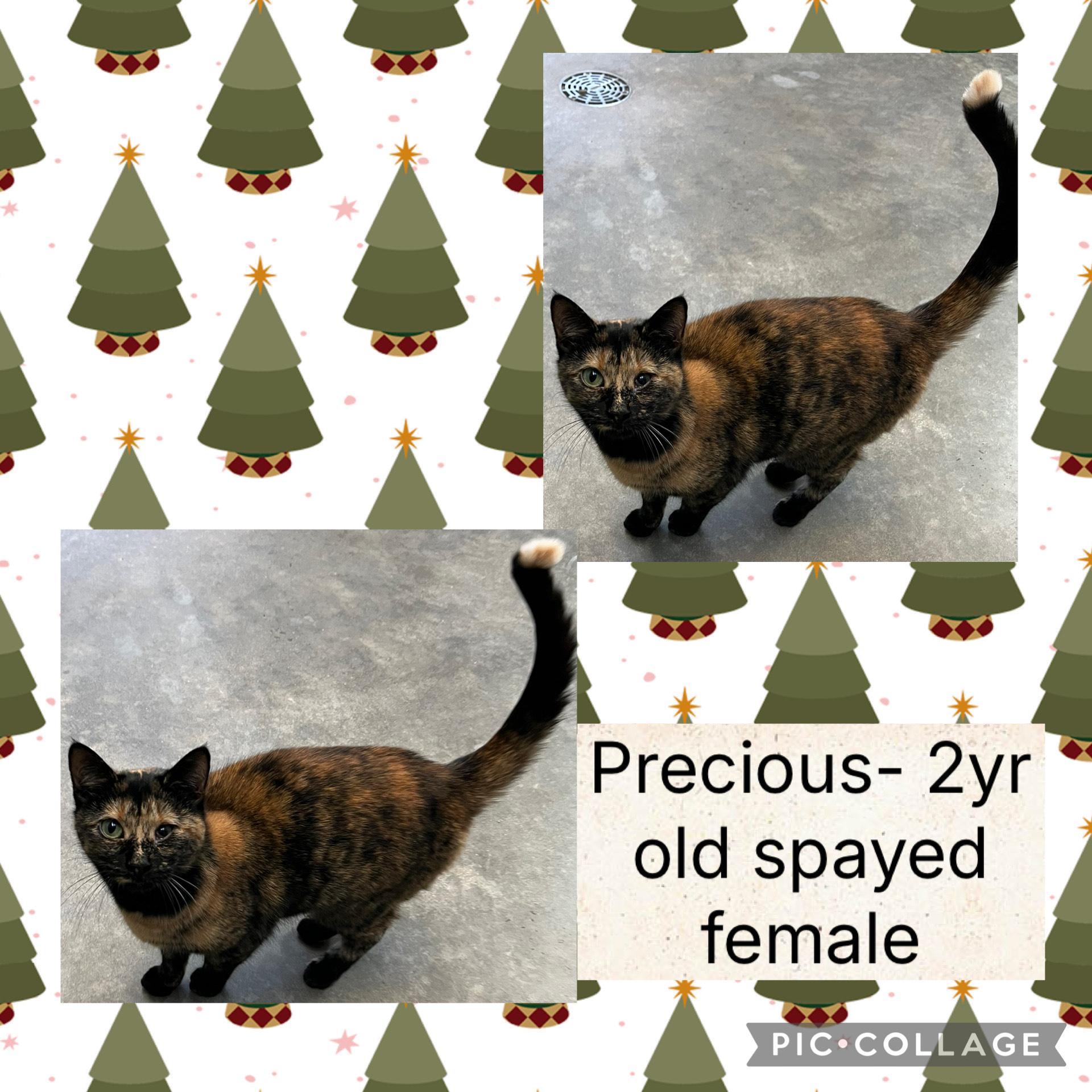 Enlarge Precious, a ADOPTABLE Domestic Short Hair in Bryan, OH image 1/1
