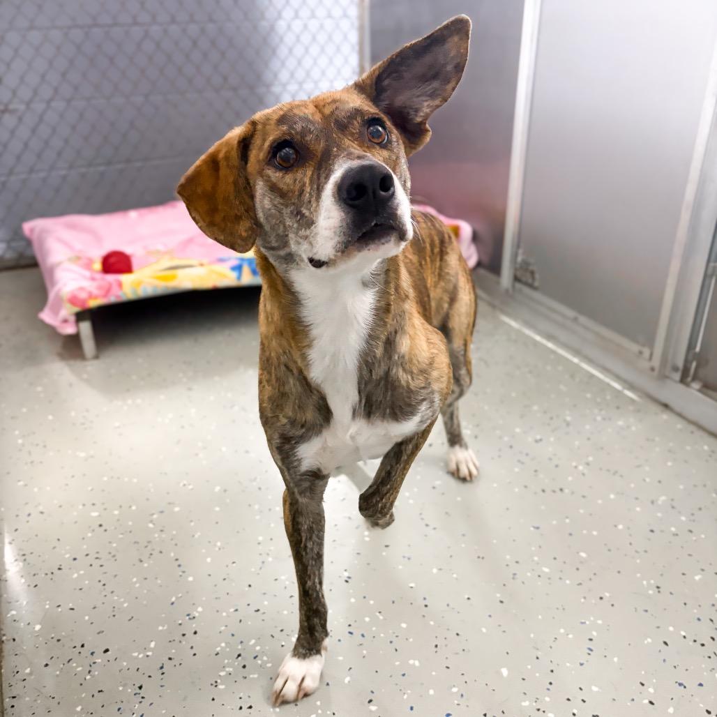 Enlarge Grace, a Adoptable mixed breed in Marion, VA image 1/2