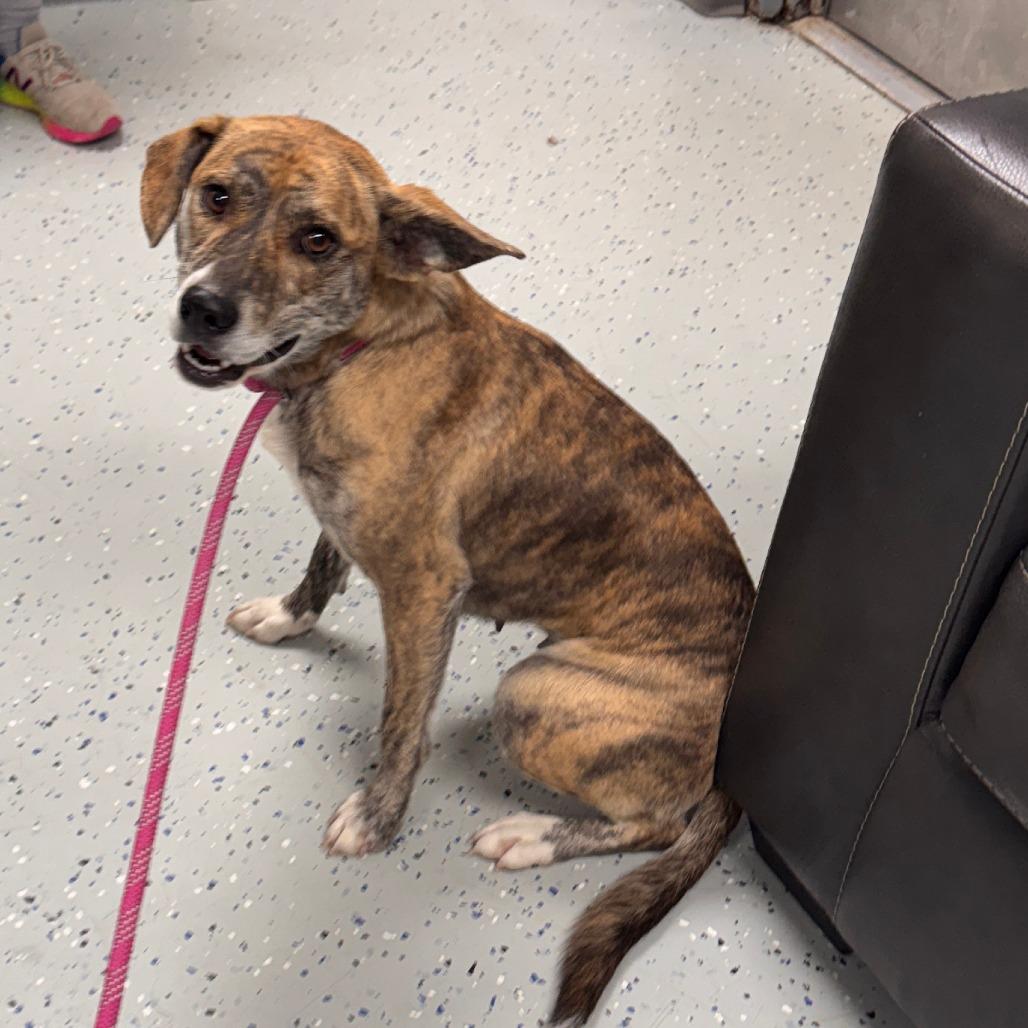 Enlarge Grace, a Adoptable mixed breed in Marion, VA image 2/2