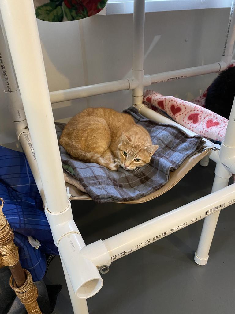 Joey 3 — thumbnail 2