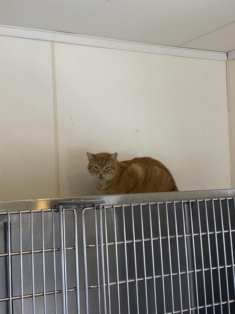 Joey 3 — thumbnail 3