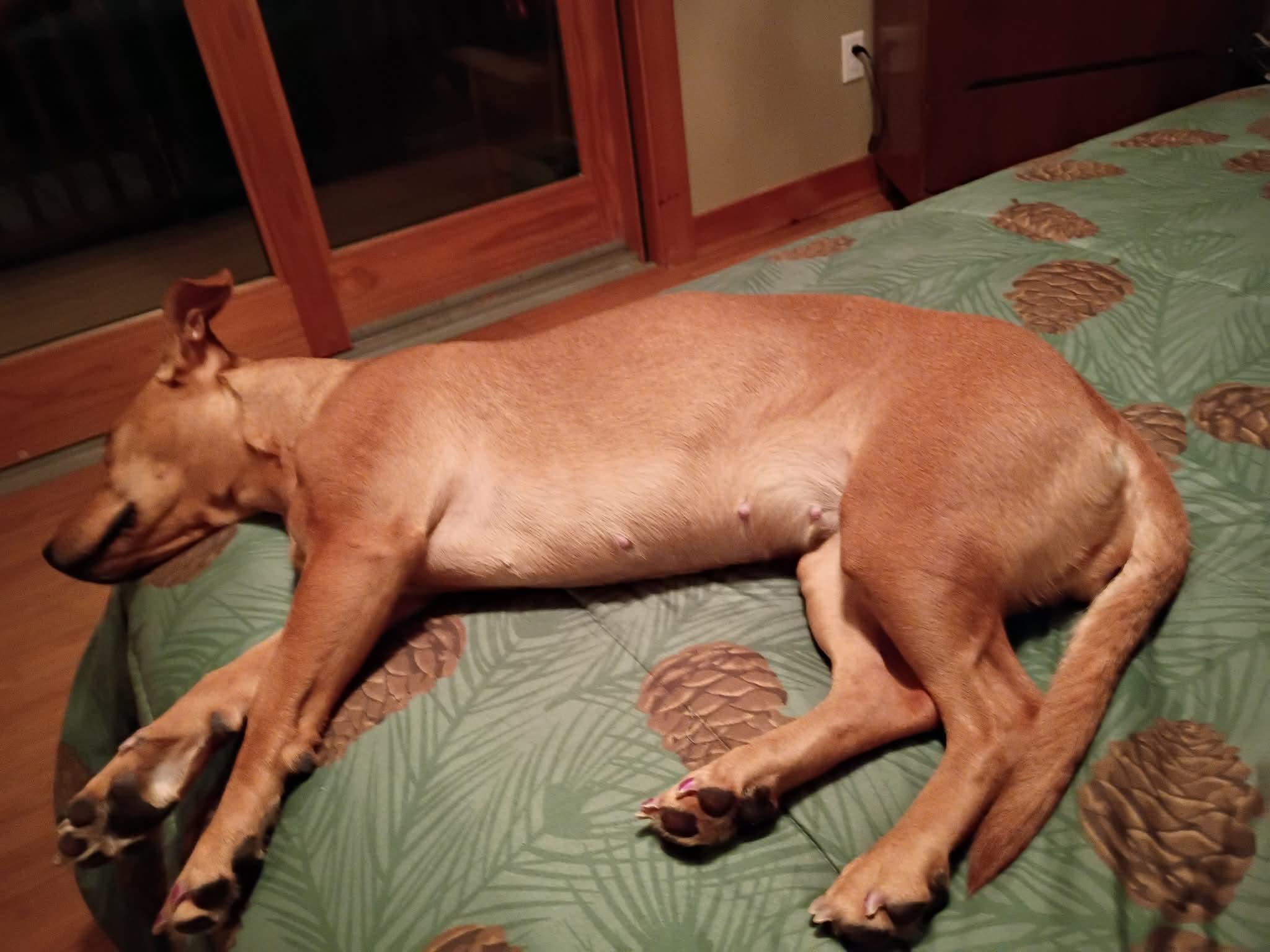 Enlarge Zoey, an adopted mixed breed in North Berwick, ME image 3/3