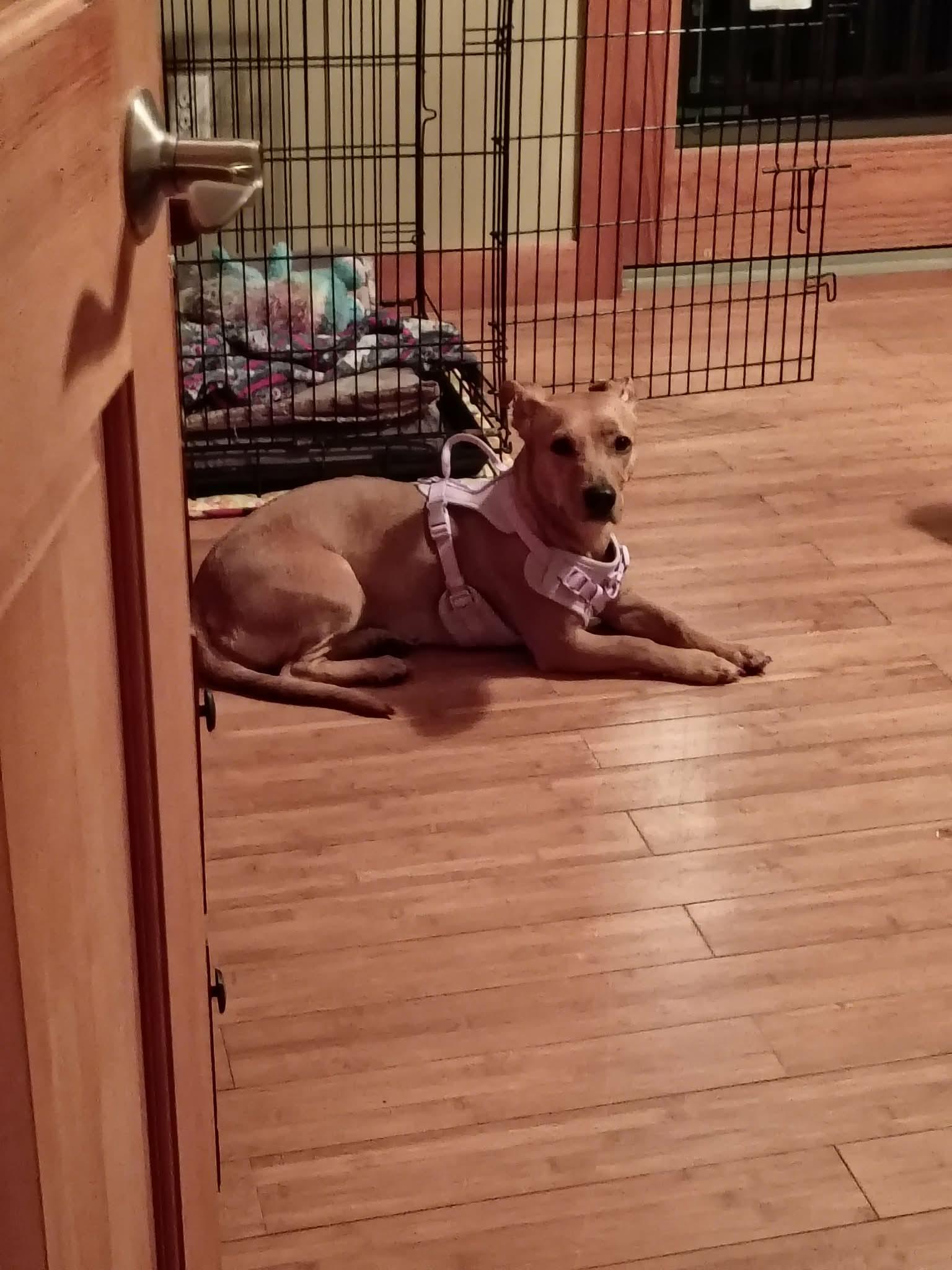 Enlarge Zoey, an adopted mixed breed in North Berwick, ME image 2/3