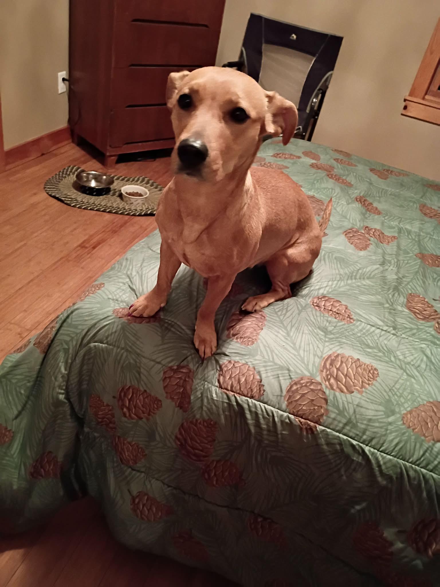Zoey, adopted, Young Female Labrador Retriever & Terrier.