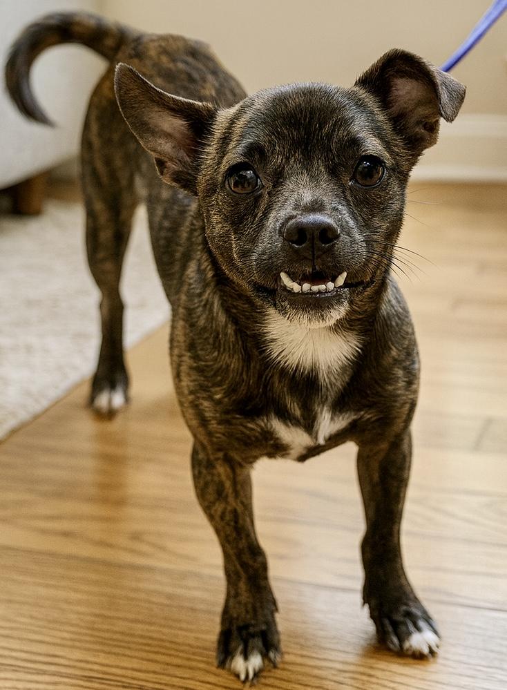 Enlarge Rex, a ADOPTABLE Chihuahua in Orlando, FL image 1/1