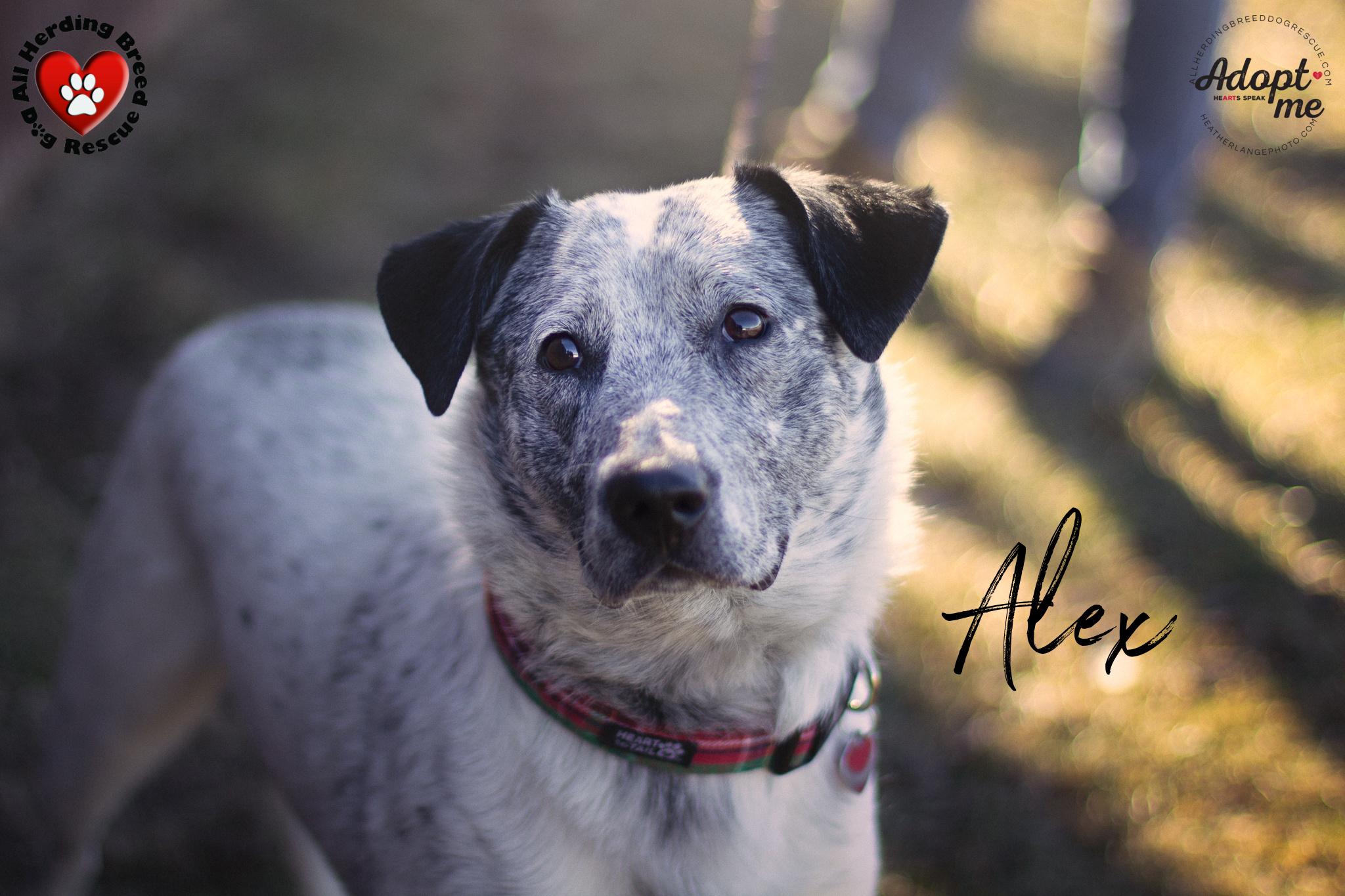 Enlarge Alex, an adoptable Australian Cattle Dog / Blue Heeler in Joliet, IL image 1/3