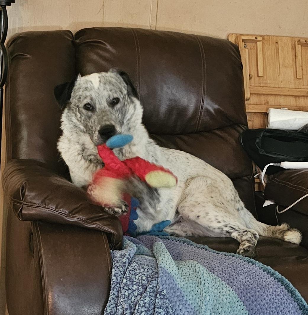 Alex, adoptable, Adult Male Australian Cattle Dog / Blue Heeler.