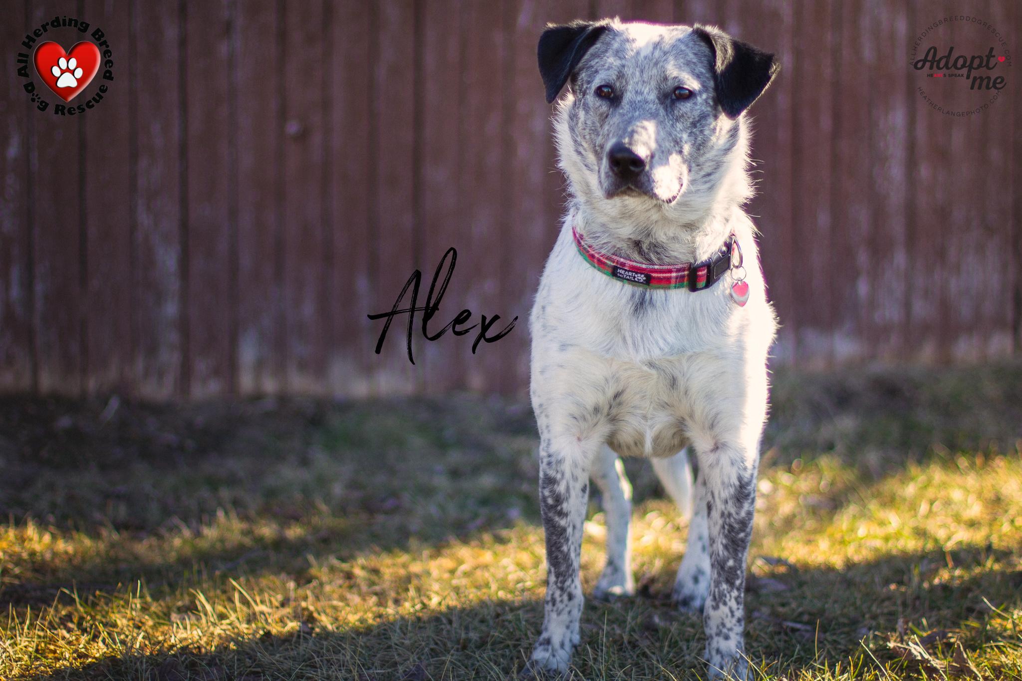 Enlarge Alex, an adoptable Australian Cattle Dog / Blue Heeler in Joliet, IL image 2/3