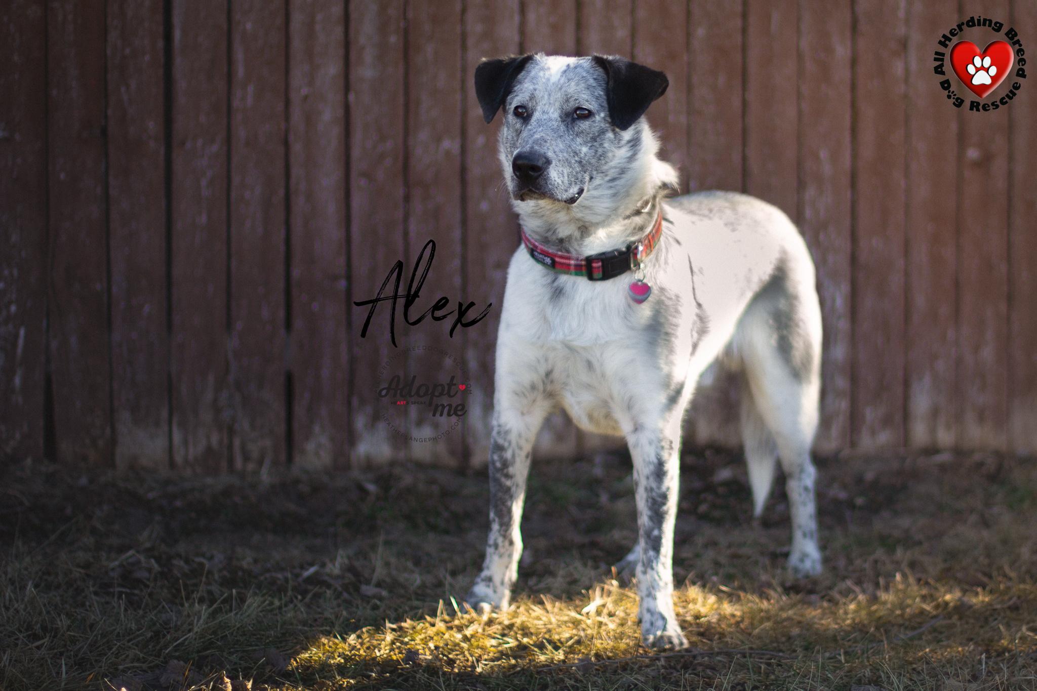 Enlarge Alex, an adoptable Australian Cattle Dog / Blue Heeler in Joliet, IL image 3/3
