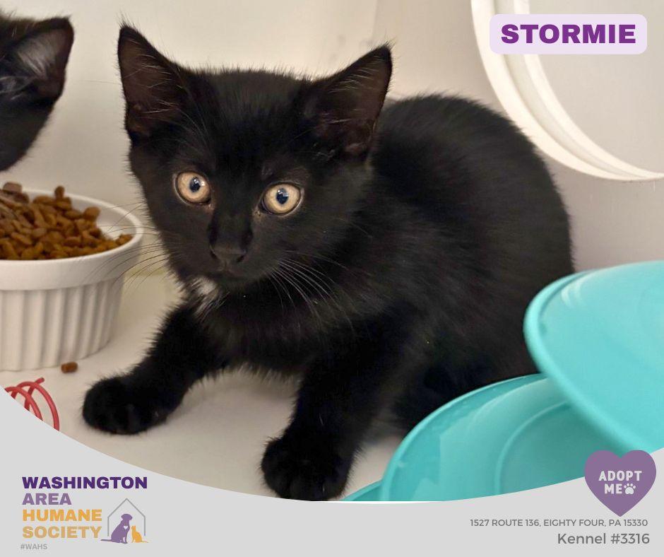 Enlarge Stormie, a Adopted mixed breed in Eighty Four, PA image 1/1