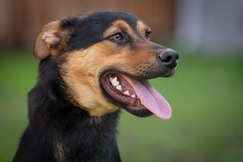Vinnie, a Adoptable mixed breed in San Jose, CA image 1/3