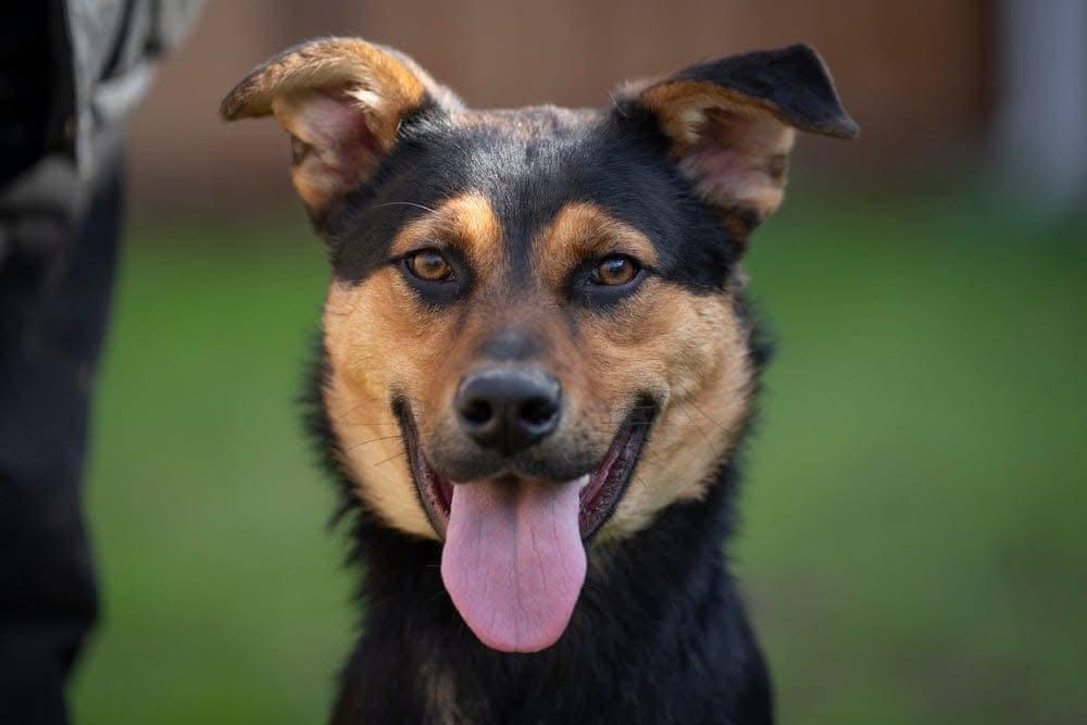 Vinnie, a Adoptable mixed breed in San Jose, CA image 2/3