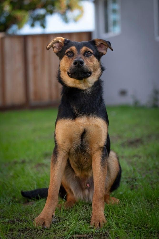 Vinnie, a Adoptable mixed breed in San Jose, CA image 3/3