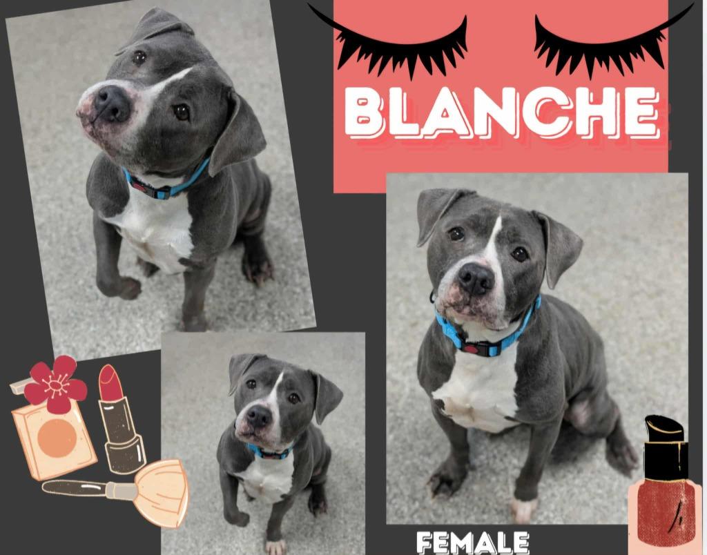 Blanche, Adoptable, Senior Female Pit Bull Terrier & Mixed Breed.
