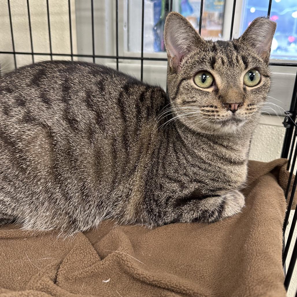 Daisy, Adoptable, Adult Female Domestic Short Hair.