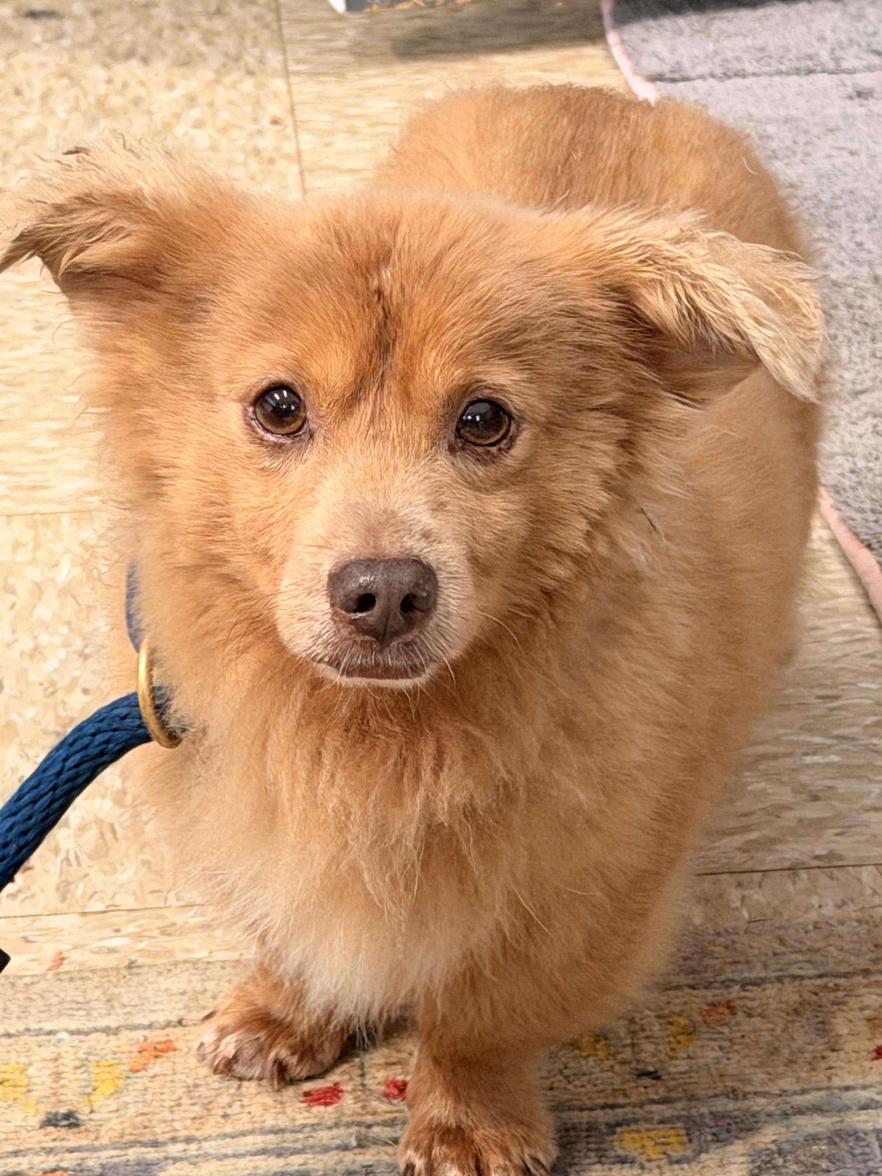 Enlarge Dolittle, a Adoptable mixed breed in Richmond, VA image 6/6
