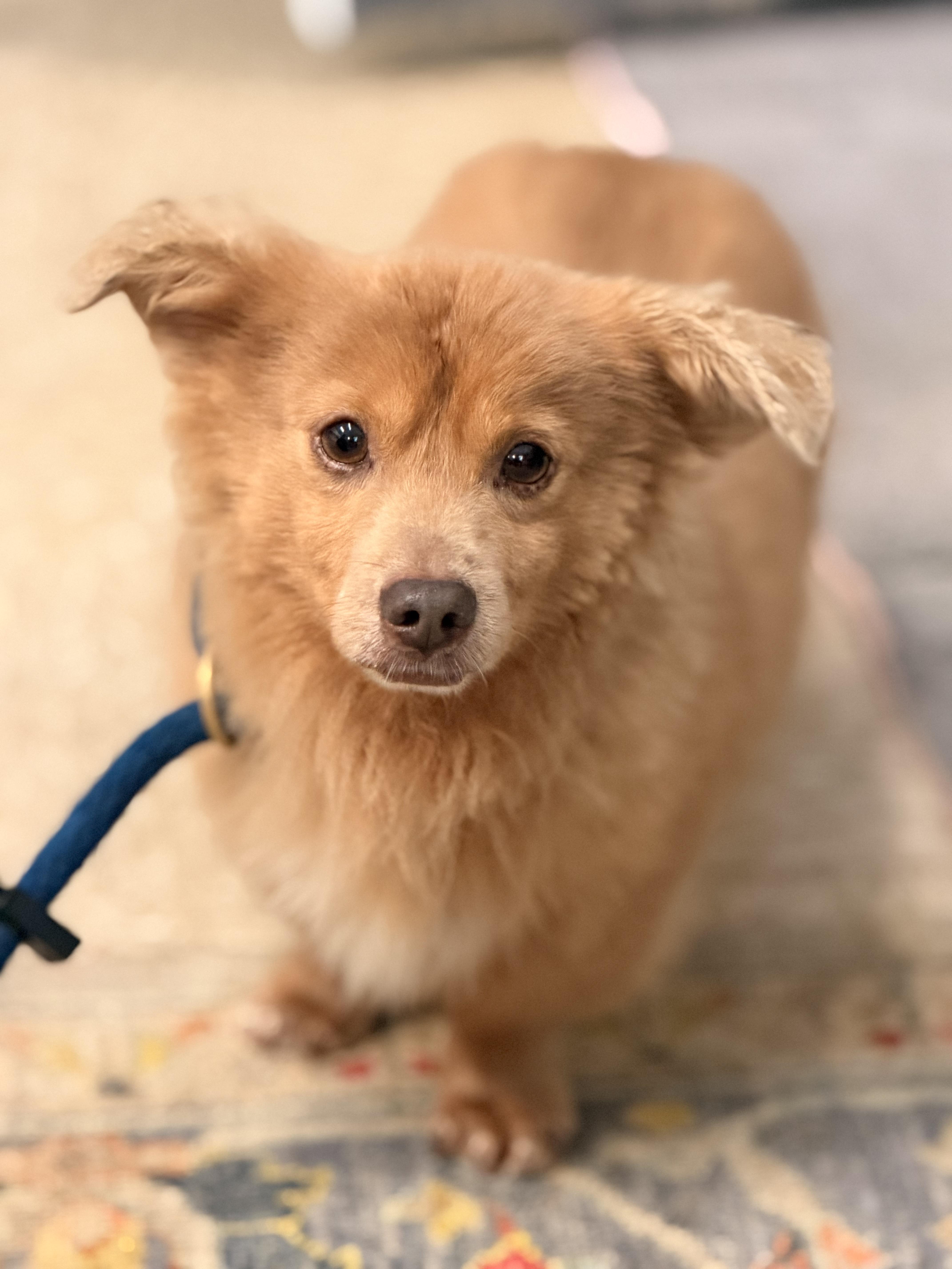 Enlarge Dolittle, a Adoptable mixed breed in Richmond, VA image 5/6