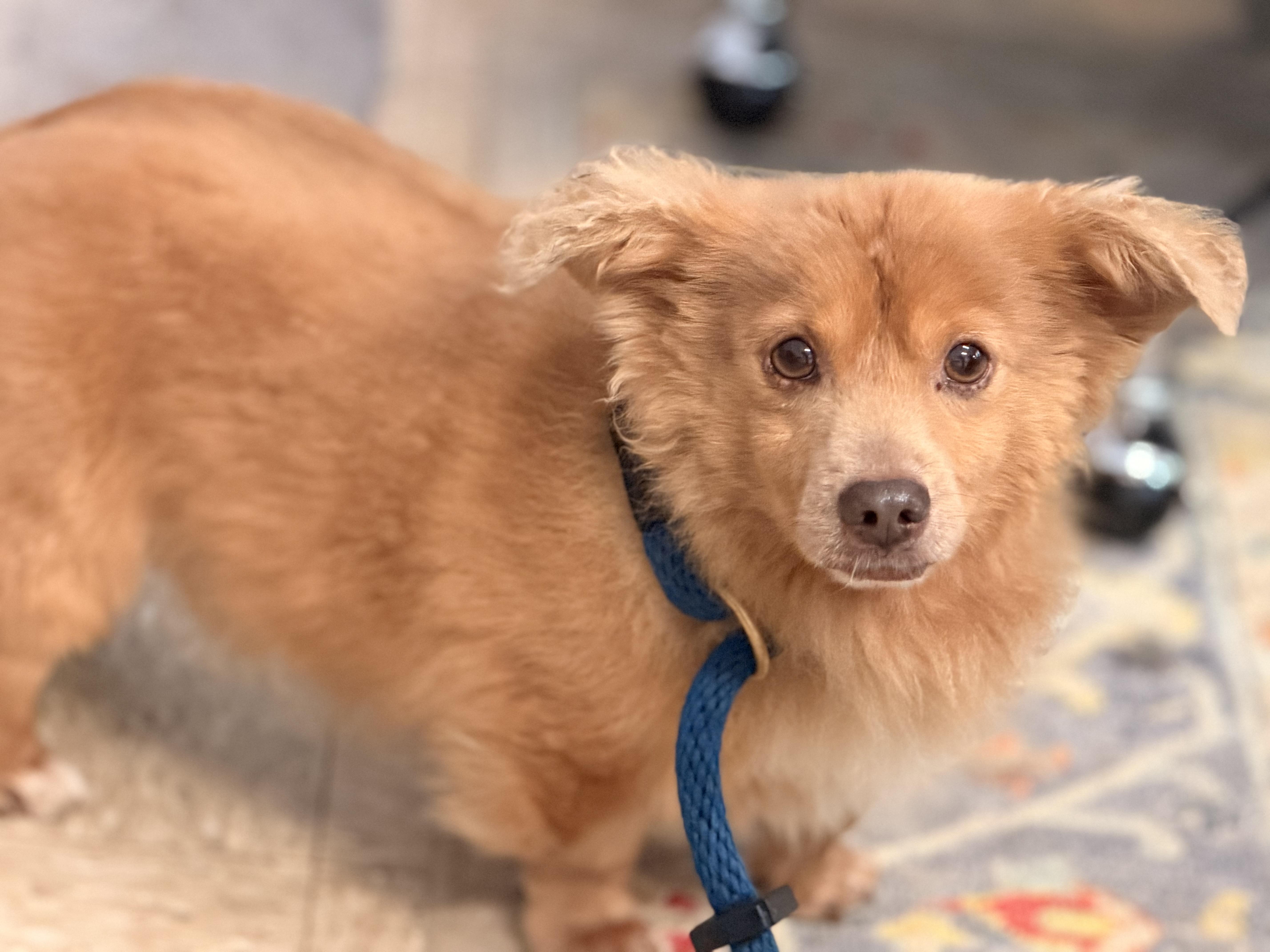 Enlarge Dolittle, a Adoptable mixed breed in Richmond, VA image 4/6