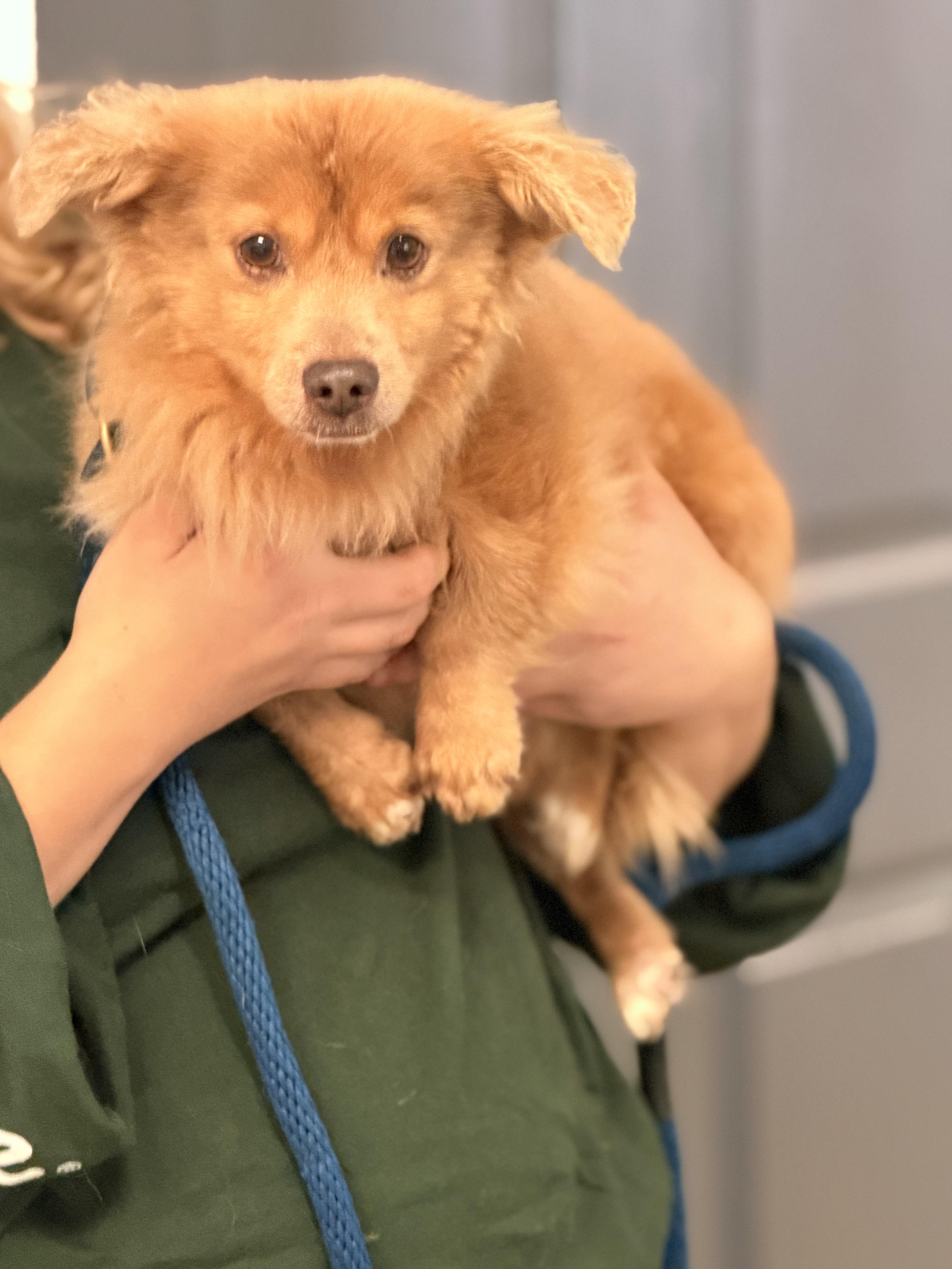 Enlarge Dolittle, a Adoptable mixed breed in Richmond, VA image 2/6
