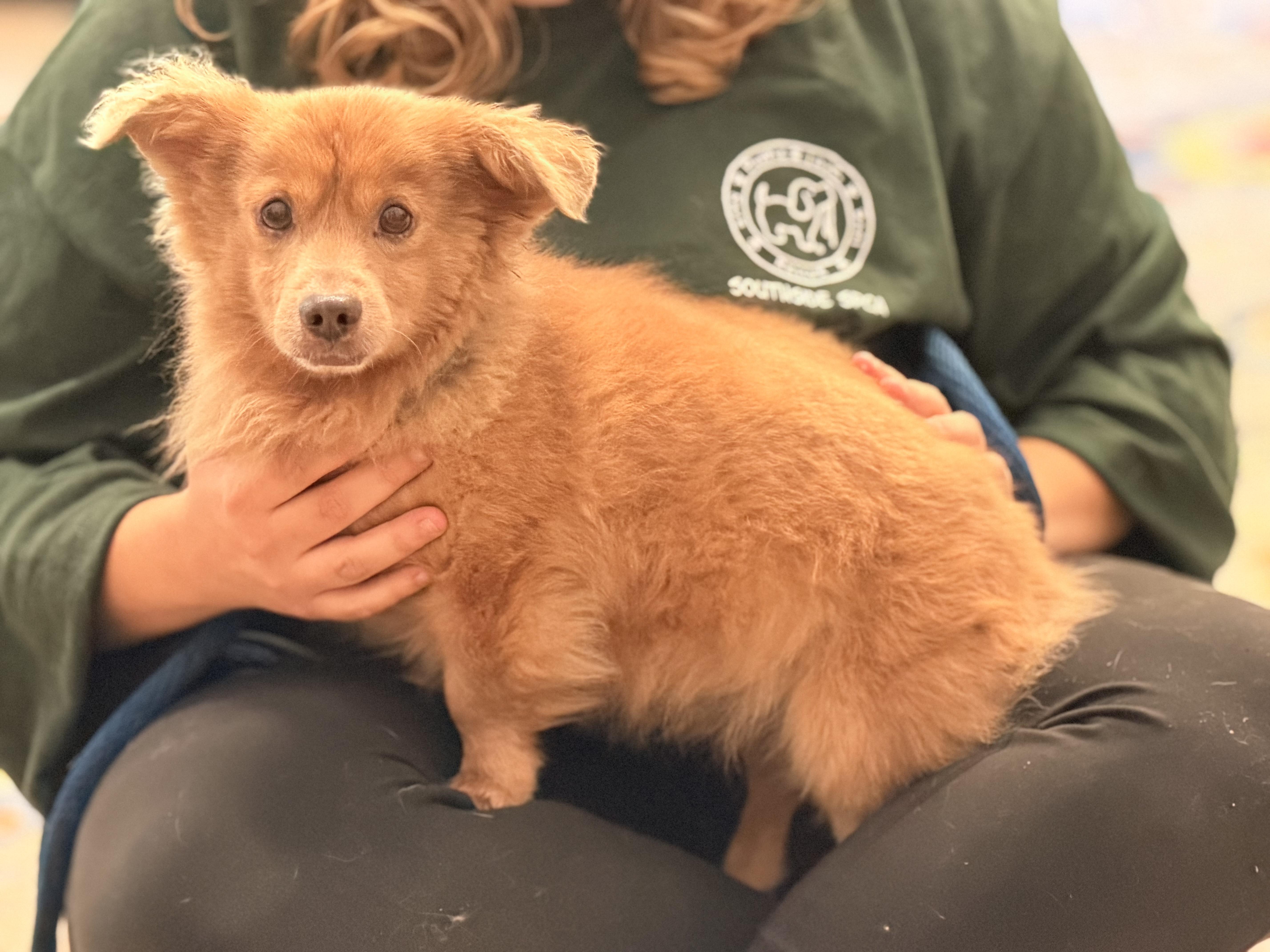 Enlarge Dolittle, a Adoptable mixed breed in Richmond, VA image 3/6