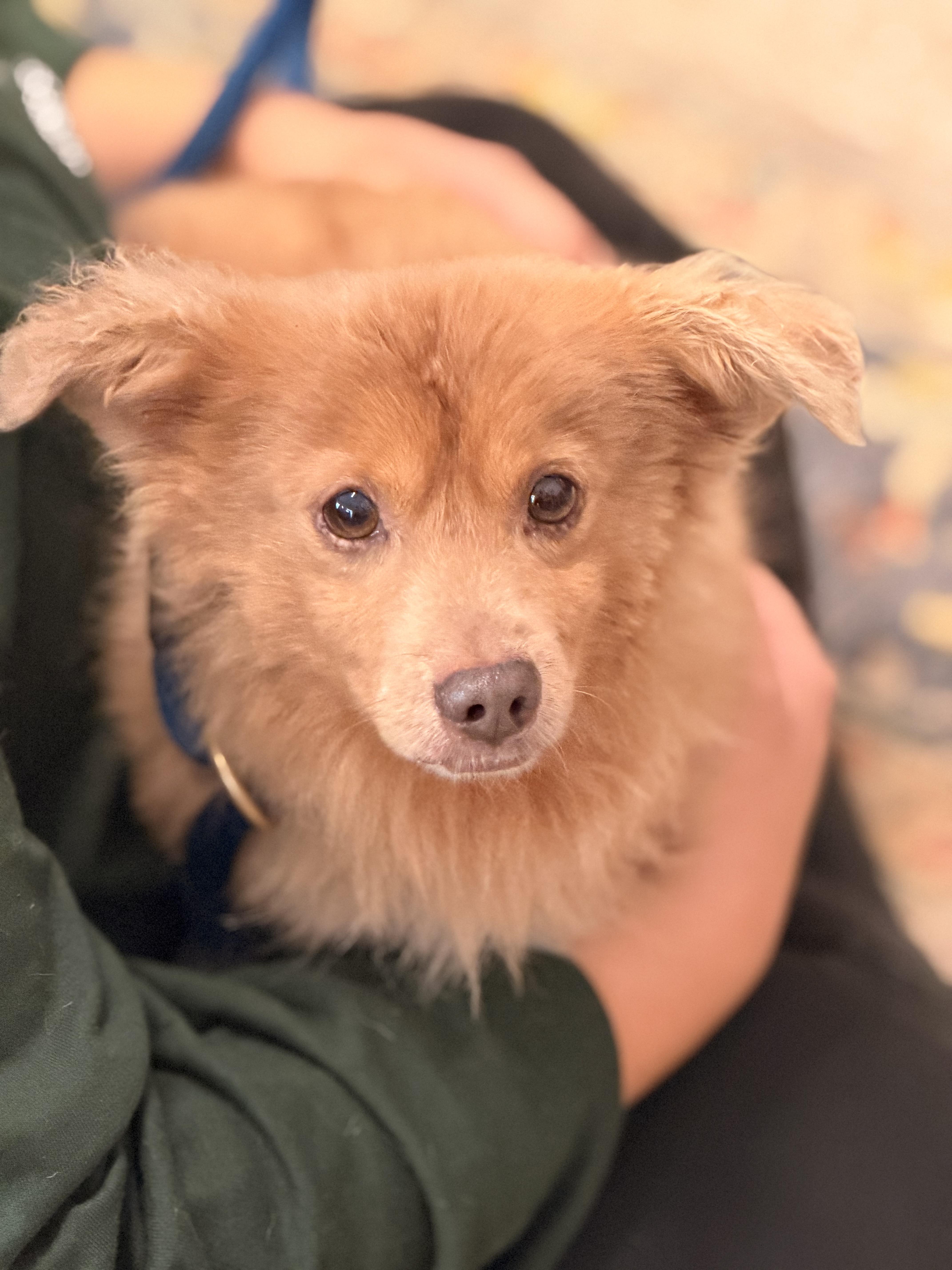 Dolittle, Adoptable, Adult Male Pomeranian & Dachshund.