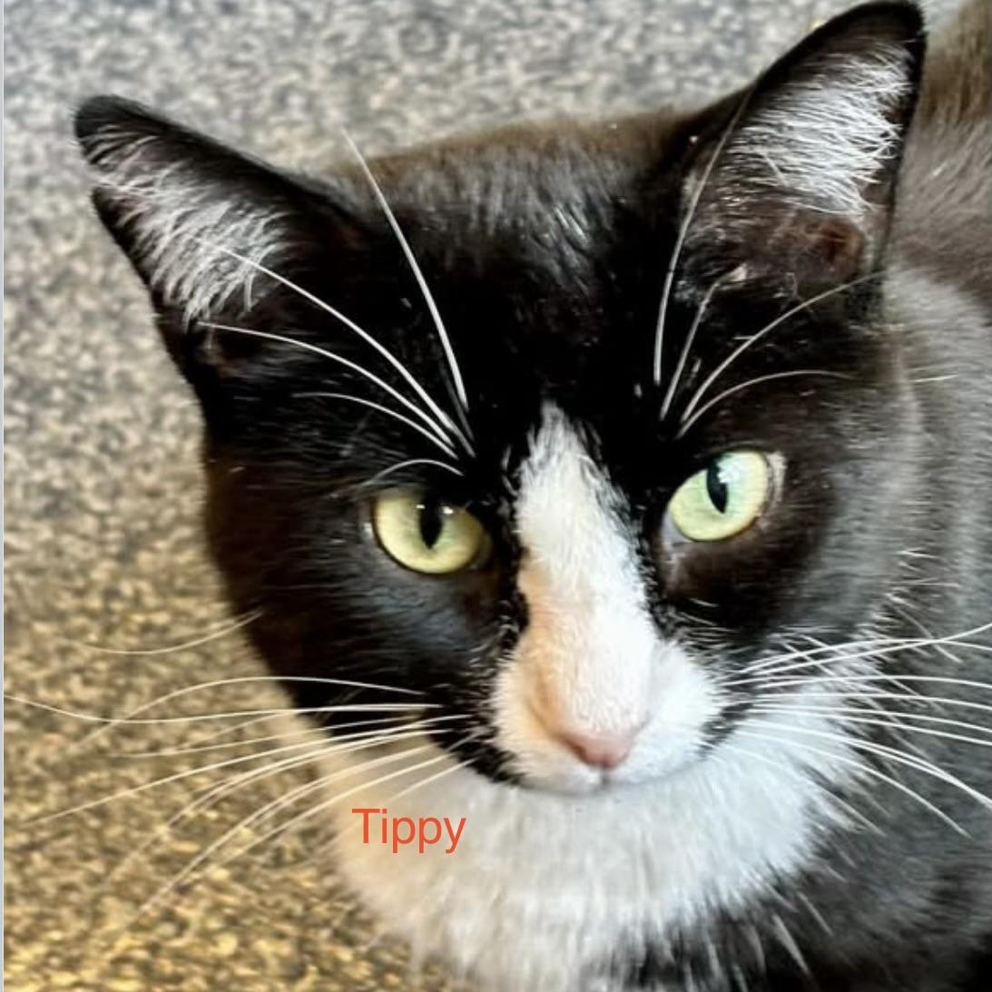 Tippy, an adoptable Domestic Short Hair in Palatine, IL image 4/4