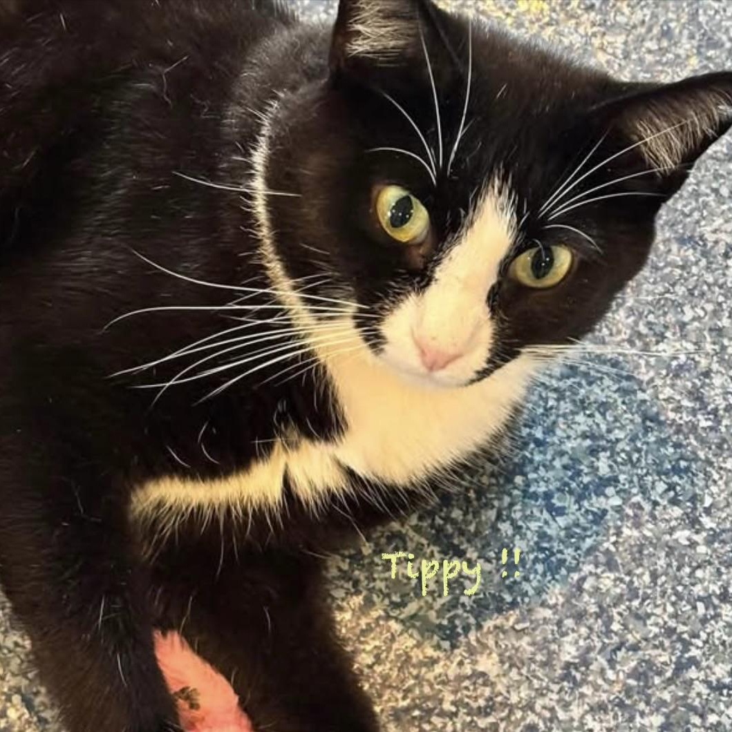 Enlarge Tippy, an adoptable Domestic Short Hair in Palatine, IL image 6/6