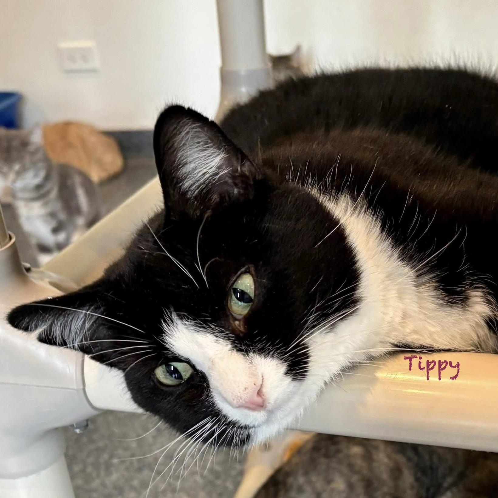 Tippy, adoptable, Adult Male Domestic Short Hair.