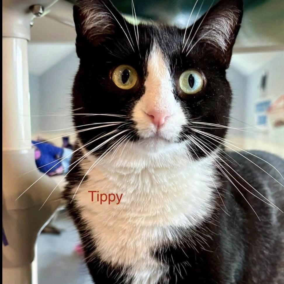 Tippy, an adoptable Domestic Short Hair in Palatine, IL image 5/5
