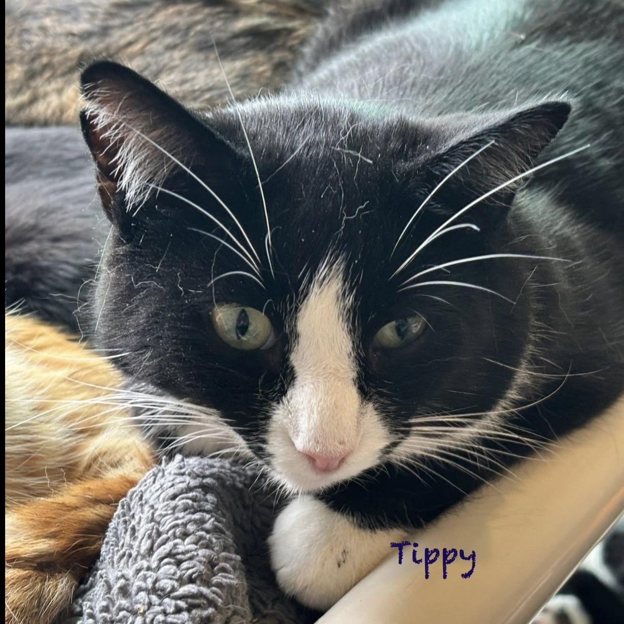 Tippy, an adoptable Domestic Short Hair in Palatine, IL image 2/4