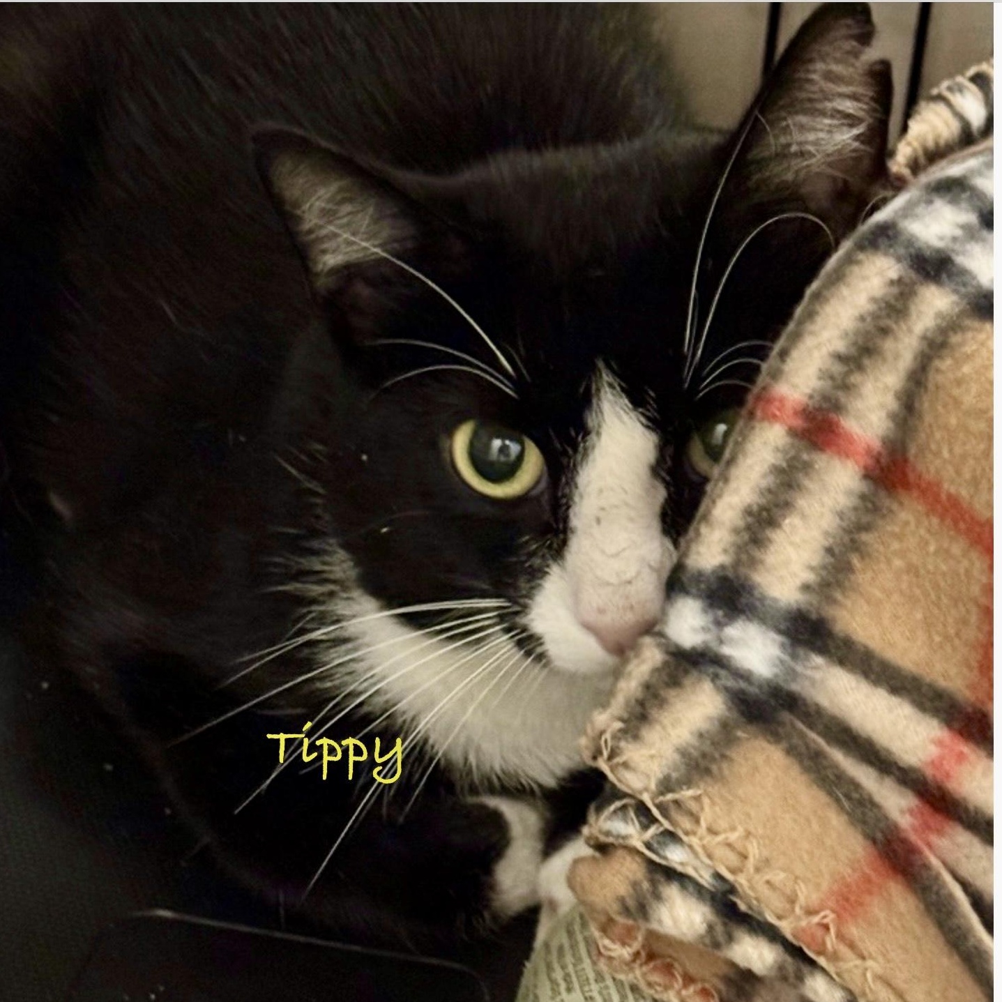 Tippy, an adoptable Domestic Short Hair in Palatine, IL image 3/4