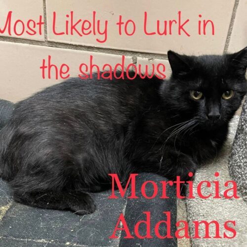 Morticia, Adoptable, Adult Female Domestic Short Hair.