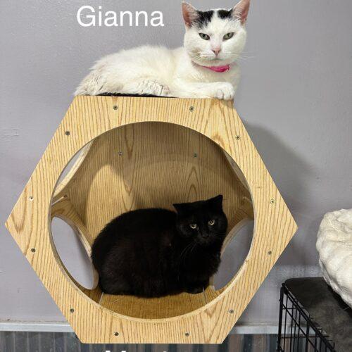 Morticia, a Adoptable Domestic Short Hair in Tipp City, OH image 4/5