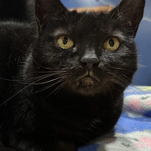 Morticia, a Adoptable Domestic Short Hair in Tipp City, OH image 1/5