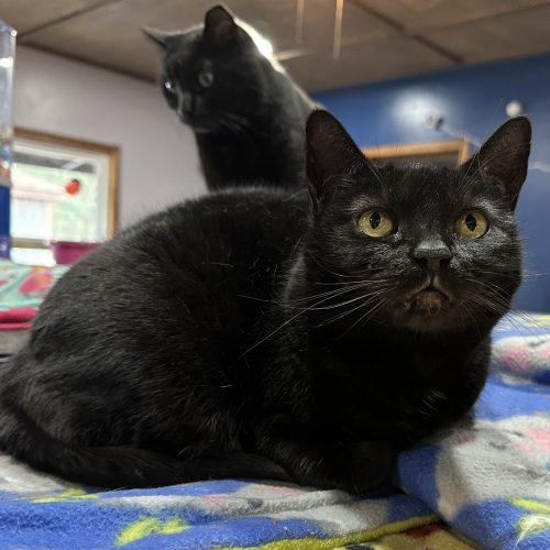 Morticia, a Adoptable Domestic Short Hair in Tipp City, OH image 2/5
