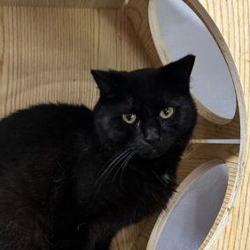 Morticia, Adoptable, Adult Female Domestic Short Hair.