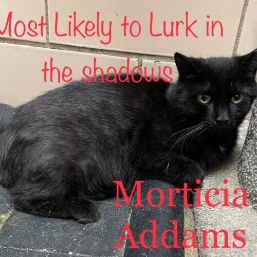 Morticia, a Adoptable Domestic Short Hair in Tipp City, OH image 5/5
