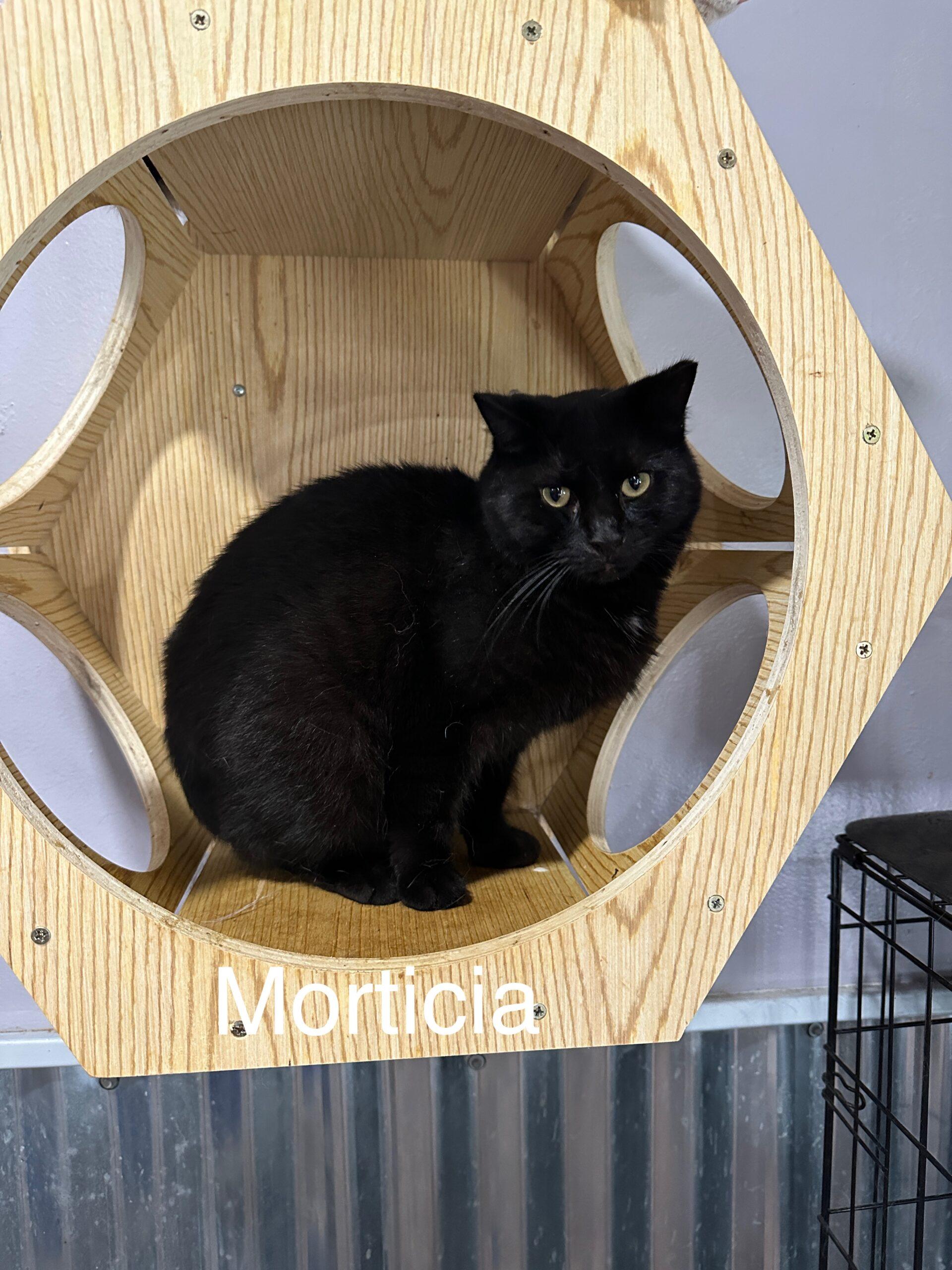 Morticia, a Adoptable Domestic Short Hair in Tipp City, OH image 4/6