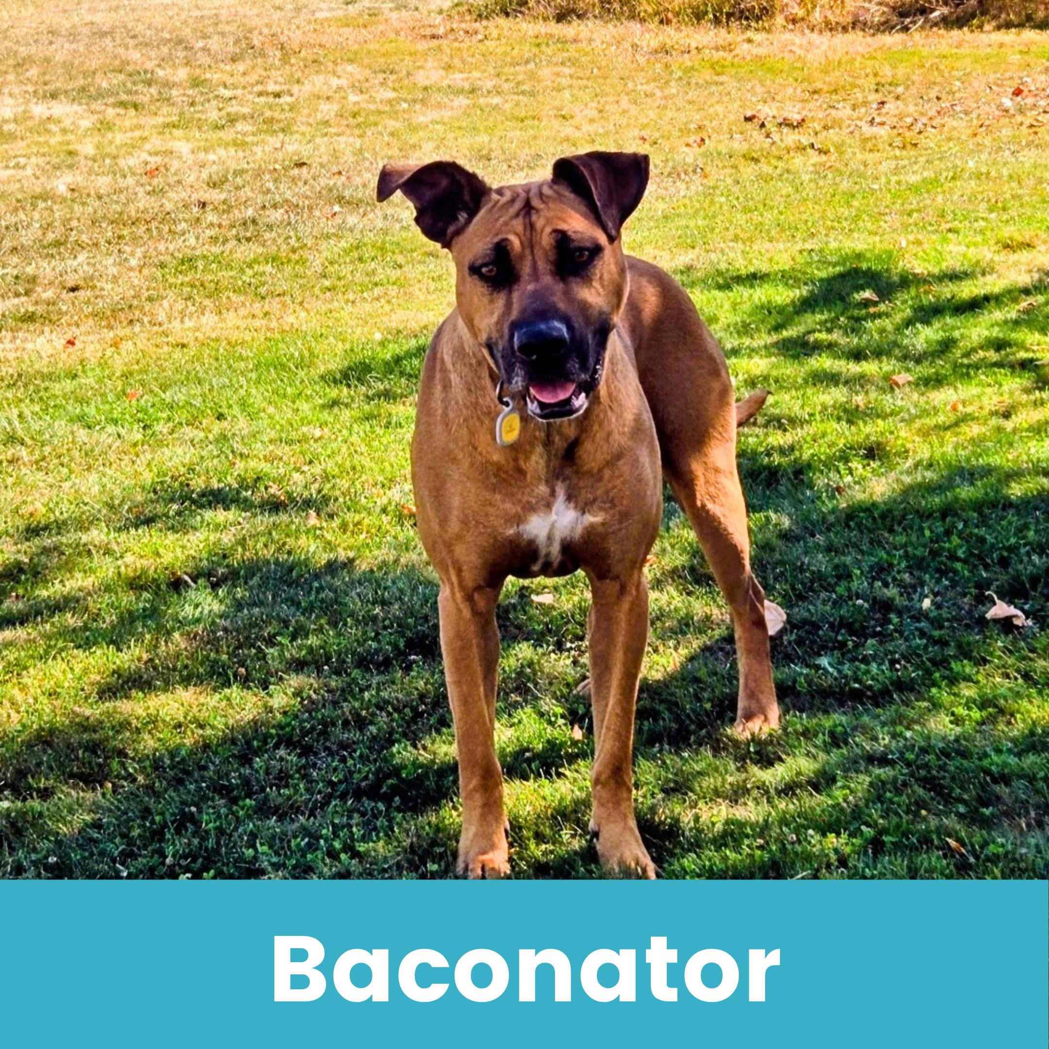 Baconator